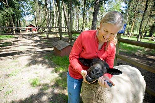 person holding a sheep's head to administer medicine into its mouth with a syringe 